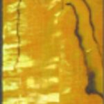 Yellow Shell Wrap