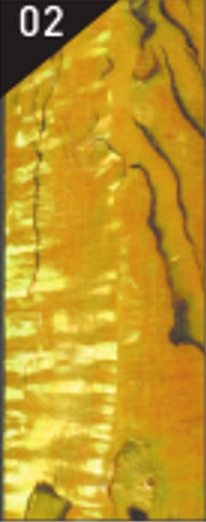 Yellow Shell Wrap